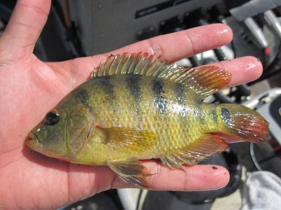 Mayan cichlid