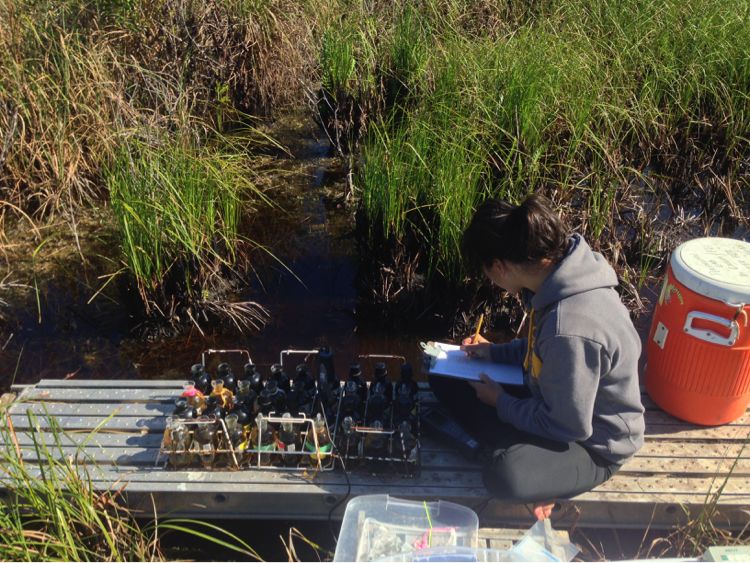 Viviana Mazzei studies algae in Everglades.